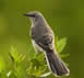 Northern Mockingbird